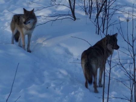 197 Grey Wolf 1